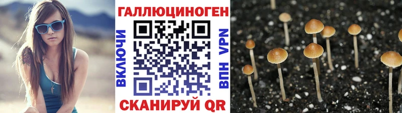 гидра сайт  Можга  Галлюциногенные грибы Psilocybine cubensis 